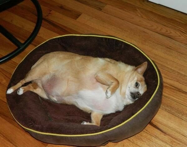 Толстая собачка отдыхает на подушке