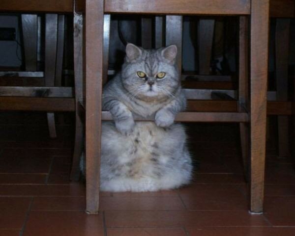 Толстый кот под стулом
