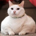 Самый толстые коты